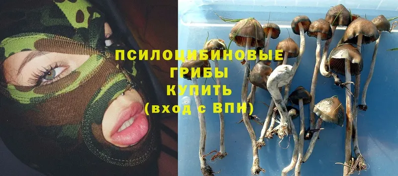 Псилоцибиновые грибы Psilocybine cubensis  как найти закладки  Бородино 